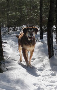 my-walking-companion-miniature1 Cocoa on the Trail